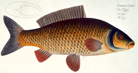 Carpa (Cyprinus Carpio) placa XVI de 